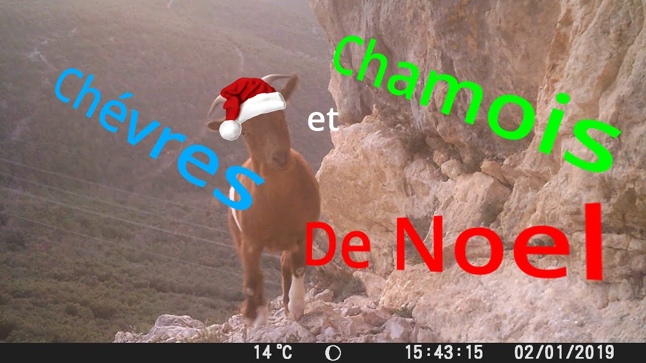 Chèvres et Chamois de Noel