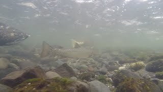 Tracking Trout with Environmental DNA