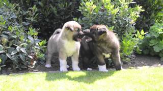 Akita Inu pups by Mario 2,516 views 9 years ago 1 minute, 6 seconds