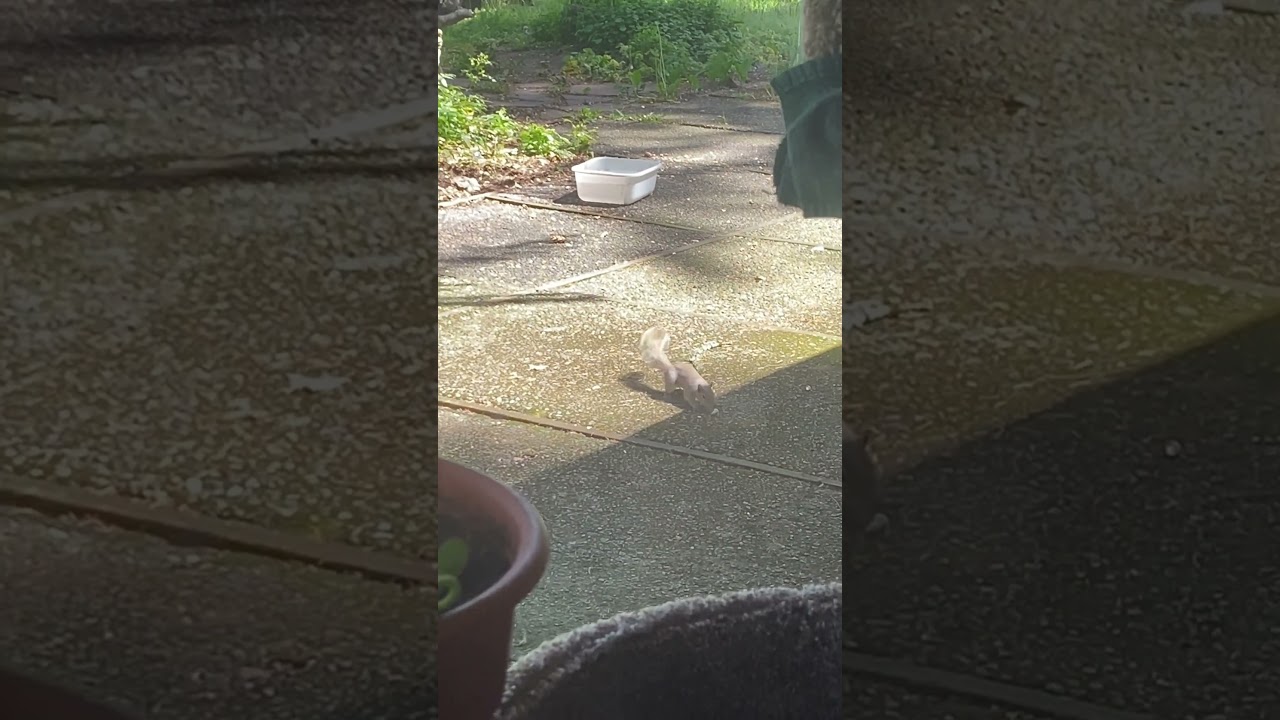 Squeaky is Stingy with the Nuts 