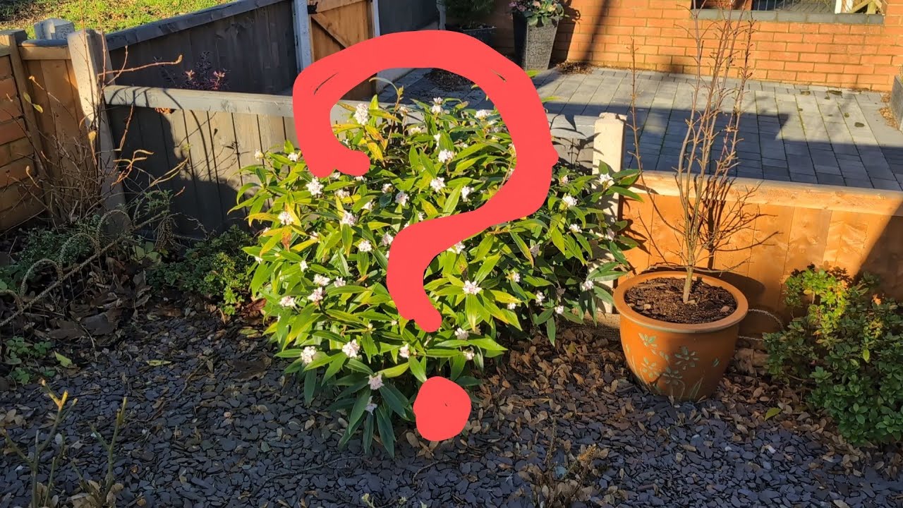 Самое вкуснопахнущее растение для зимы - Дафна Парфюм Принцесс