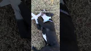 🐾 100 Facts About Boston Terriers