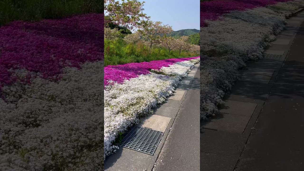 花郷OKADA