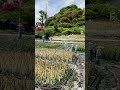 ※AIではありません⚠️のどかな風景🥰#田舎 #田舎くらし #田舎暮らし #田舎あるある #田舎の風景 #ai #ではない