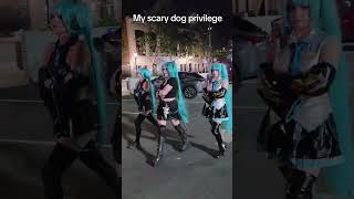 Love my scary dog privilege ❤️ #scarydogprivilege #hatsunemiku #mikucosplay