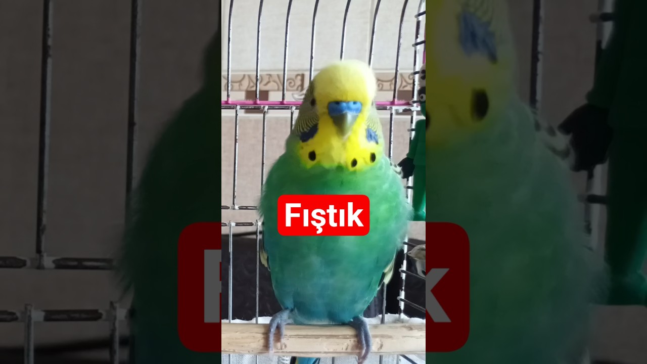 Fıştık Kuşum Balım #birds #budgies #parrot #talkingparot #vogel #muhabbetkuşu #blackfacebudgie