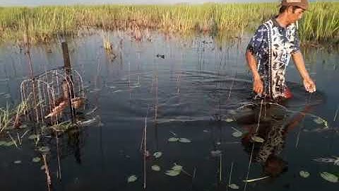 Pemasangan perangkap belibis 02
