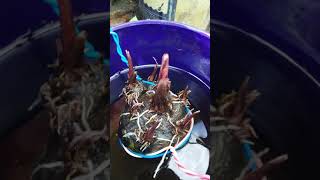 Cara Memperbanyak Keladi