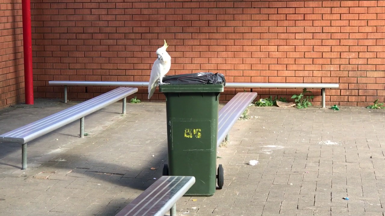 Smart Australian Cockatoo trying to open Garbage Bin YouTube
