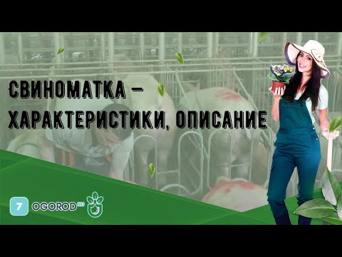 Свиноматка — характеристики, описание