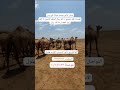 عرض خاص للأهل الانتاج في عالم الهجن عنانيف السودان الاصايل