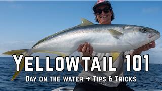 Yellowtail 101 | Day On the Water + Tips & Tricks News