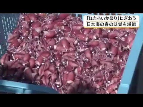 春の味覚が最盛期「ほたるいか祭り」開催　しゃぶしゃぶや軍艦巻きが人気「浜坂のホタルイカが一番おいしい！」　漁は5月中旬まで　兵庫・浜坂漁港