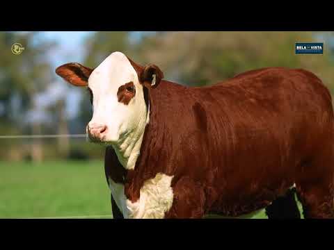 LOTE 17   TAT K07 F Braford