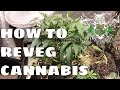 How to reveg cannabis after harvest  revegging your cannabis plant tutorial