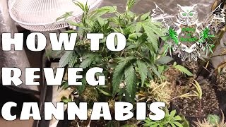 How to Reveg Cannabis After Harvest | Revegging Your Cannabis Plant Tutorial Resimi