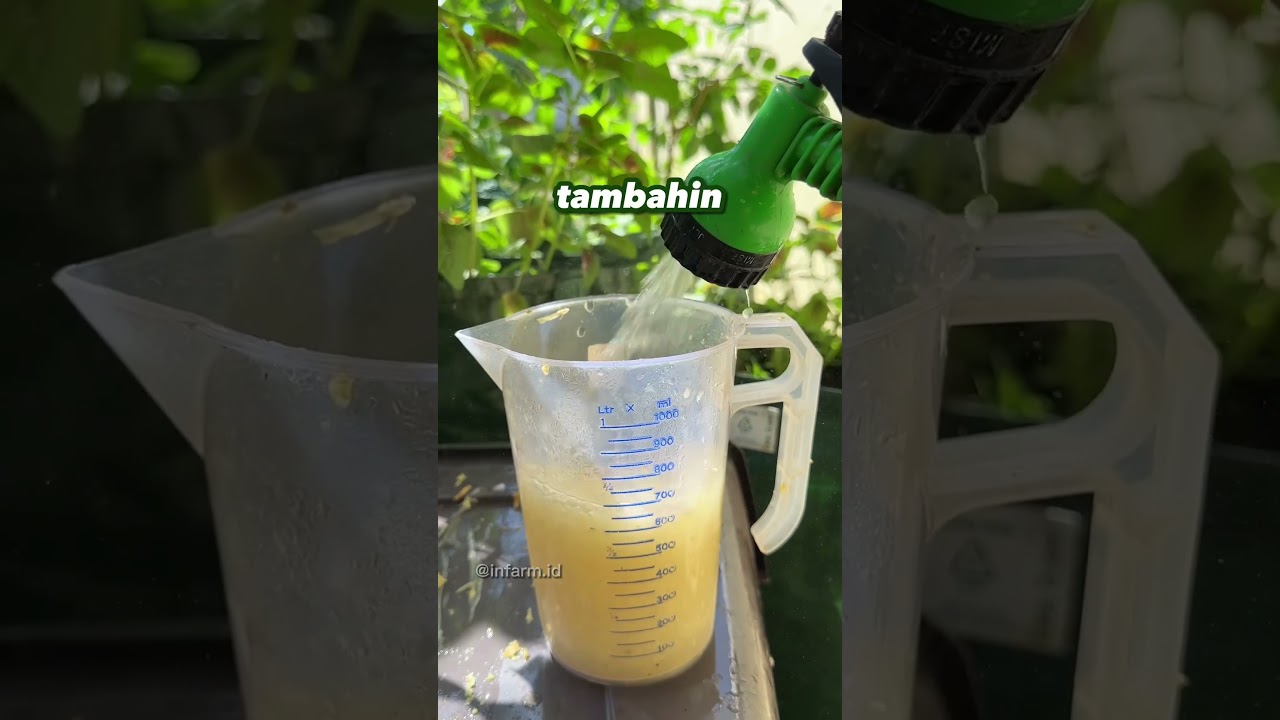 Racikan pestisida dari jahe ampuh membrantas hama ?!