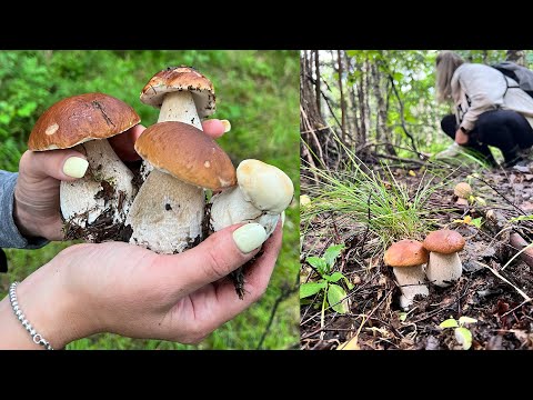 БЕЛЫЕ ГРИБЫ И ЛИСИЧКА! ГРИБЫ ПОДМОСКОВЬЯ! ТУРЫ ЗА ГРИБАМИ!