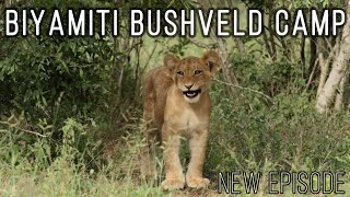 Kruger National Park - Biyamiti Bushveld Camp Coming Soon . .