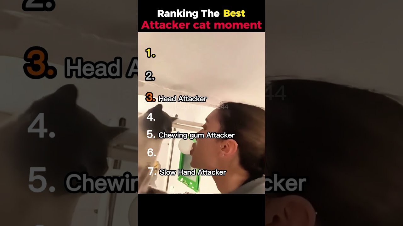 Ranking the best attacket cat moments 