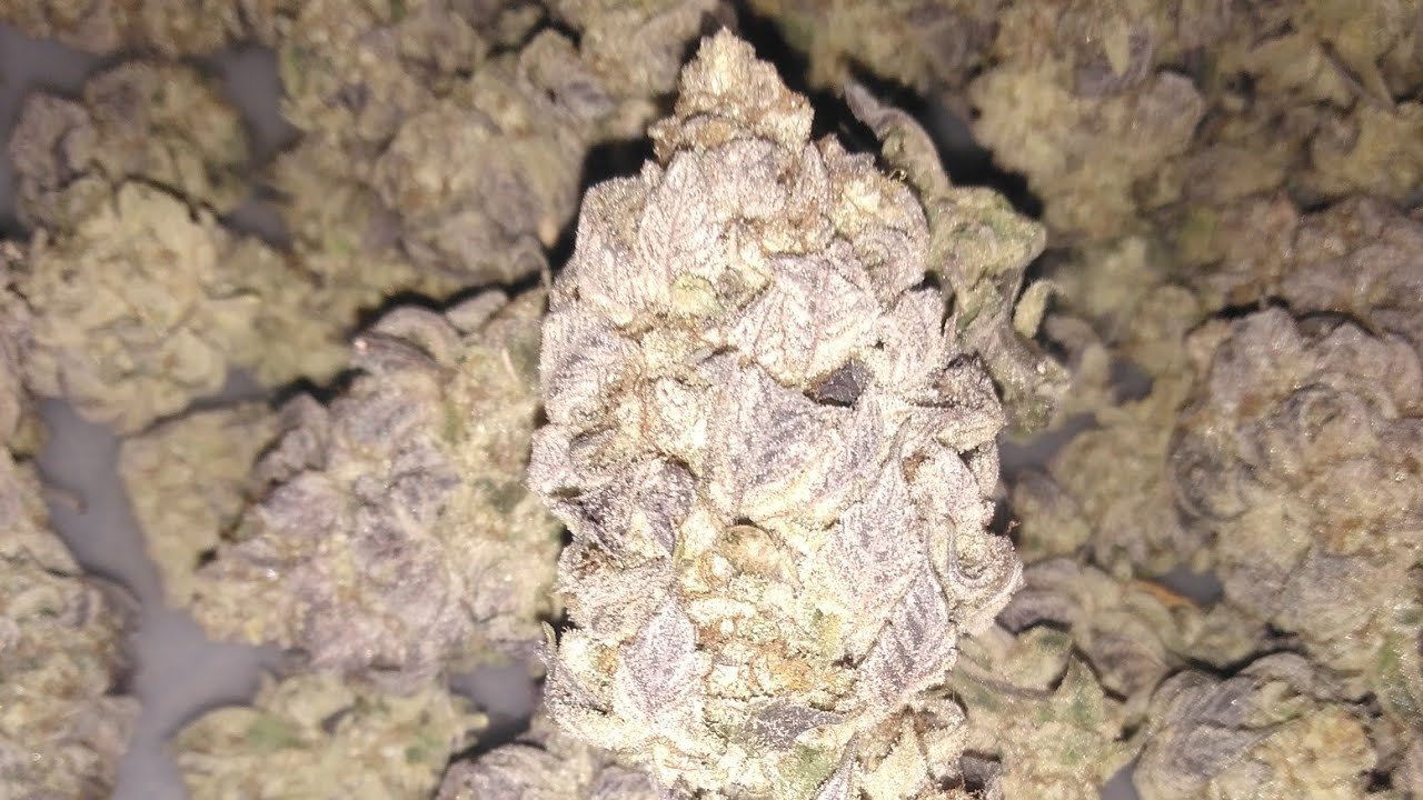 RUNTZ MUFFIN X BLUE GELATO 41