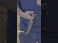 Reeling in little Catfish #fishing