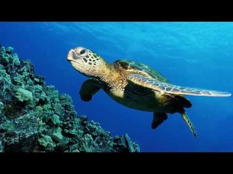 Всемирный день черепахи Черепаха — символ мудрости, богатства и долголетия