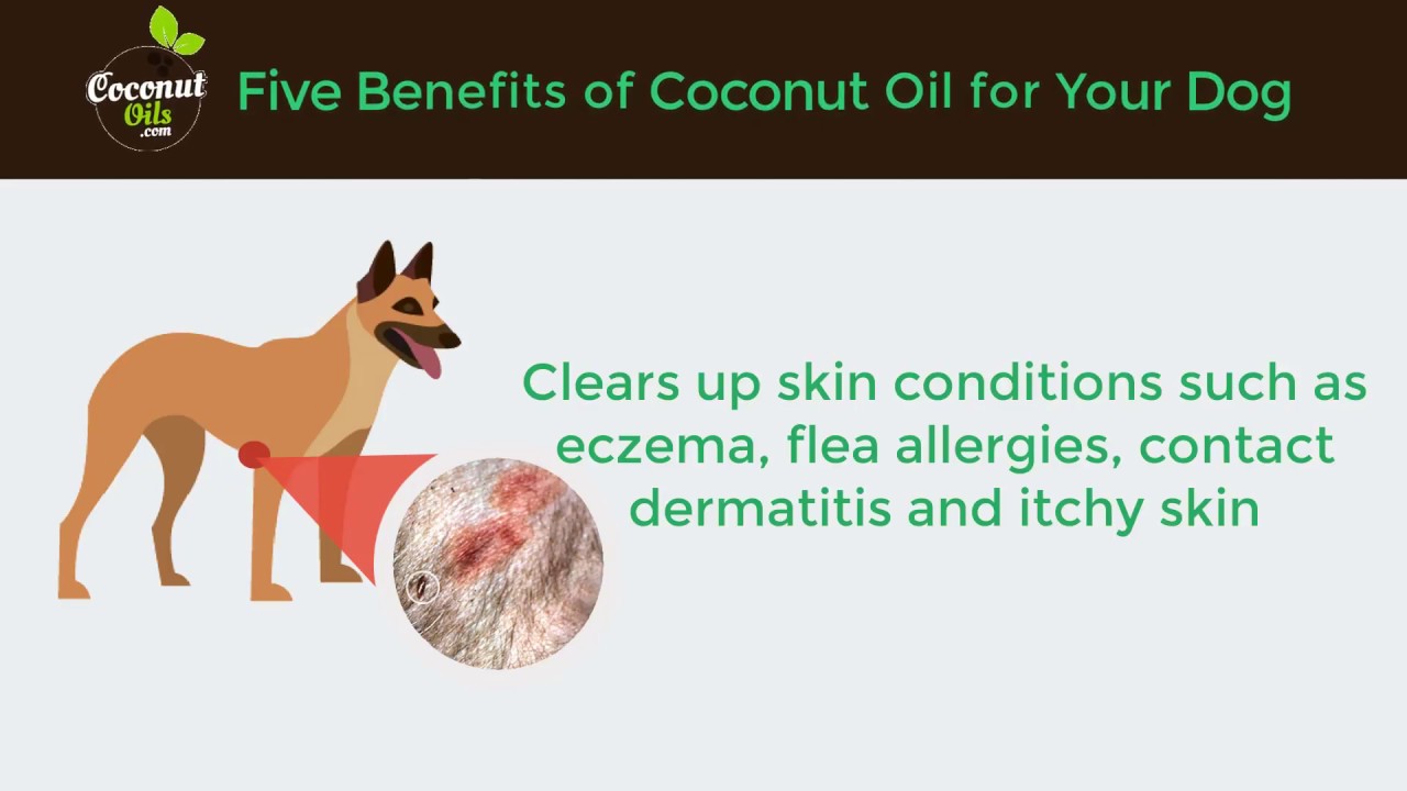can i put coconut oil on my dogs gums