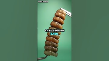 Fakta unik ular derik
