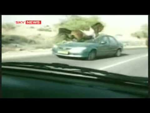 A Collision With A Car Horse حادث تصادم حصان مع سياره 