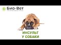 Инсульт У Собаки & Почему У Собаки Случился Инсульт. Ветклиника Био-Вет