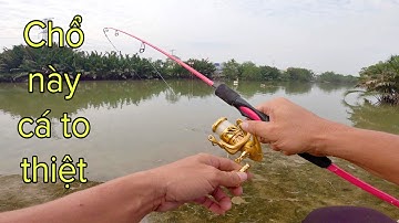 🔴 79 phút câu cá thiên nhiên Sông Sài Gòn bằng cám DF, hôm nay toàn cá bự ghé thăm | DUY FISHING