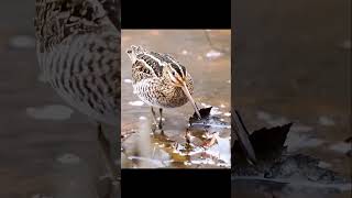 Yarumden Ayri Düştum, Gözierum Nemli Nemli, İçki Haraмdur Diγe Çay İçtum Demli Demli...