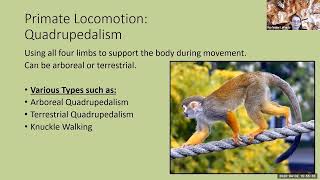 Bio Anth Lab Primate Locomotion