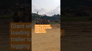 Giant wheel loader loading up empty trailer to the logging truck!