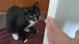 Celebrity Cat's Curious Obsession Profile