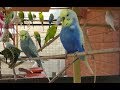Remembering my lost Budgies and the last time they were together