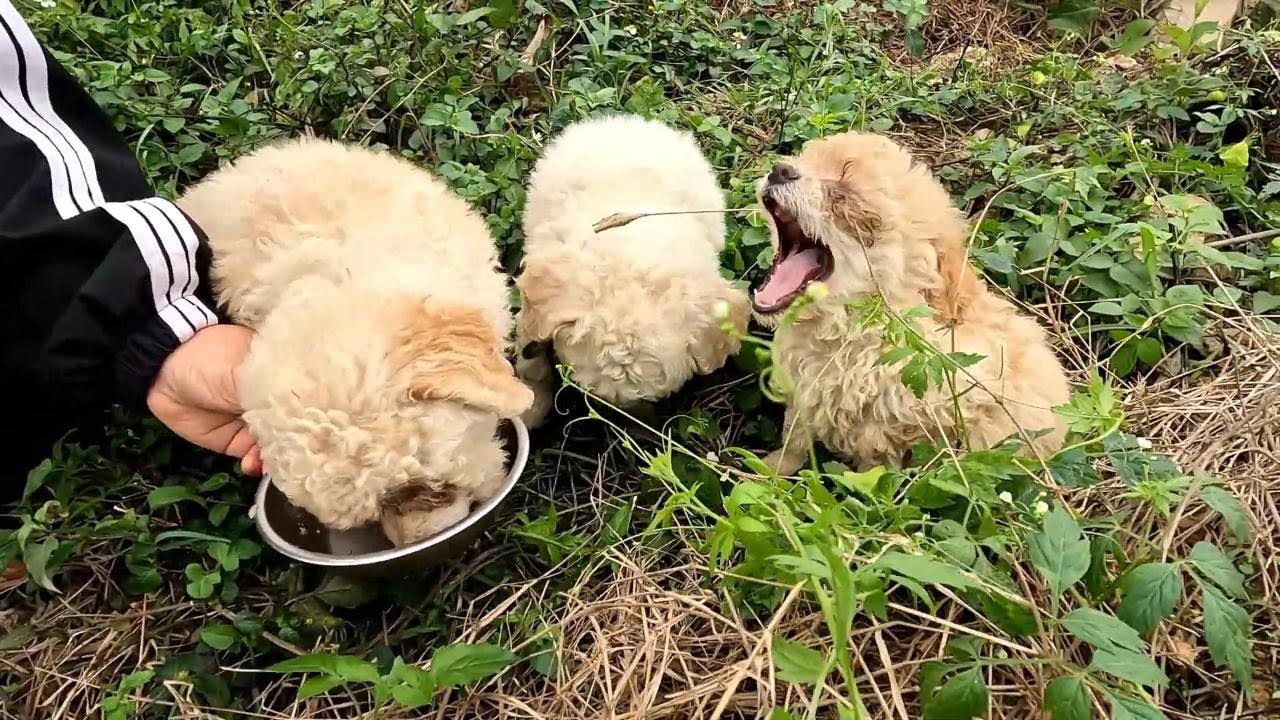Heartbreaking Rescue: 3 Stray Puppies Lose Their Mother, Find New Hope!