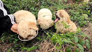 Heartbreaking Rescue: 3 Stray Puppies Lose Their Mother, Find New Hope!