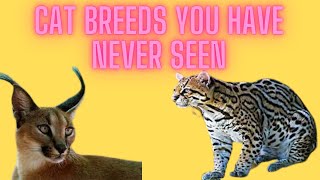 CAT BREEDS YOU'VE NEVER HEARD/CAT BREEDS