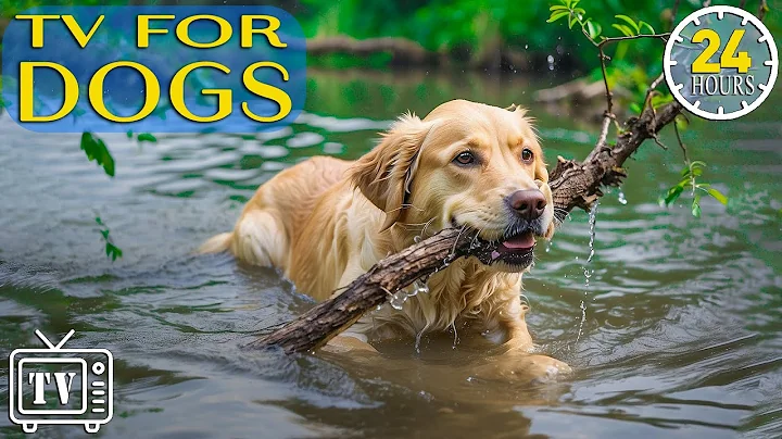 24 Hours of the Best Fun & DOG TV! Fast-Boredom Busting Videos for Dogs with Calming Music for Dogs