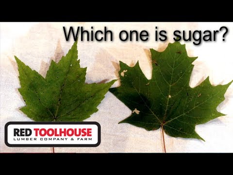 Video: Maple Tree Varieties: Informasjon om Maple Tree Identification