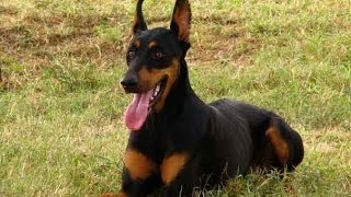 Le Doberman : Origine, standard, personnalité, aptitudes, éducation...