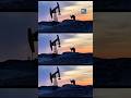 Oilfield neighbors: Corsac fox