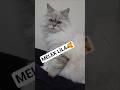 LİLA BİR AŞK 🥰#coolcat #funnycat #catreaction #catsoftiktok #catshorts #lazycat #shorts