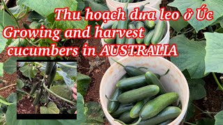 Thu hoạch dưa leo ở Úc Harvest cucumbers in AUSTRALIA