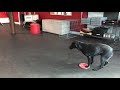 Dog training - call off with whistle