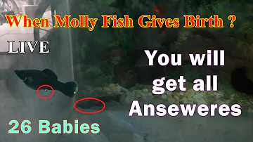 When Molly Fish Gives Birth? | How to know molly fish will give birth | Molly Fish Not Eating