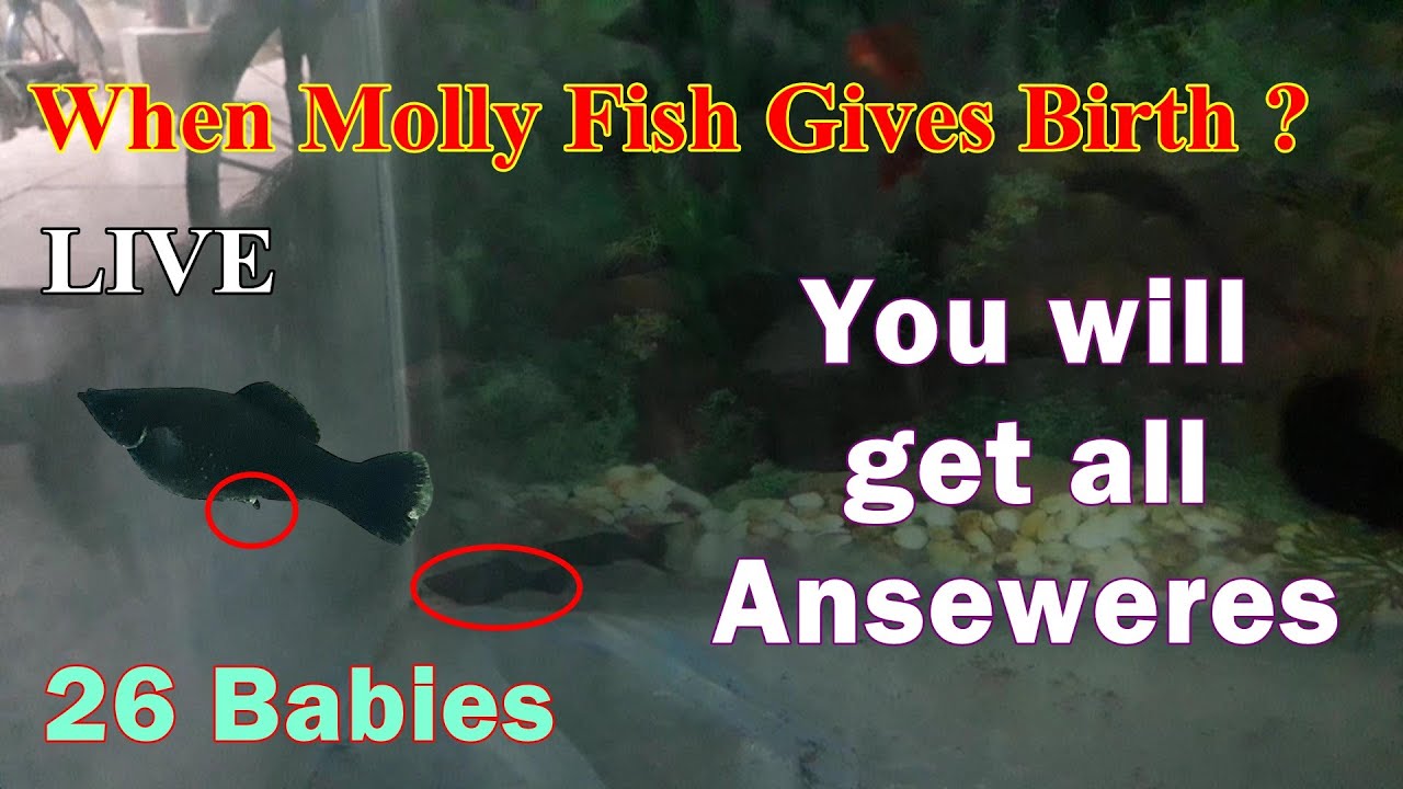 When Molly Fish Gives Birth? How to know molly fish will give birth