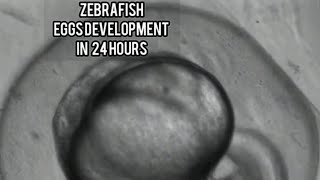 ZEBRAFISH EGG DEVELOPMENT / FIRST 24 HOUR / UNDER MICROSCOPE / ZEBRA DANIOS EGSS /